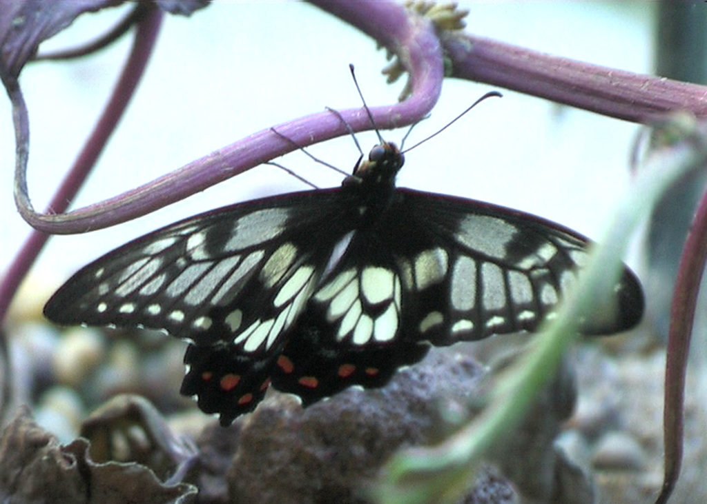 Dainty Swallowtail